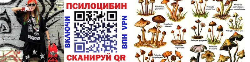 дарнет шоп  Светлоград  Псилоцибиновые грибы Psilocybe 